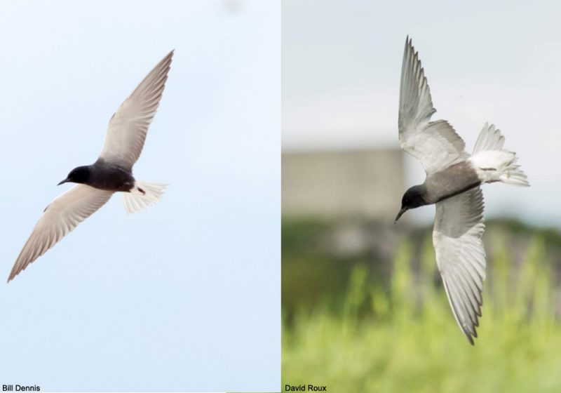 Comment distinguer les sous-espèces eurasiatique et américaine de la Guifette noire ?