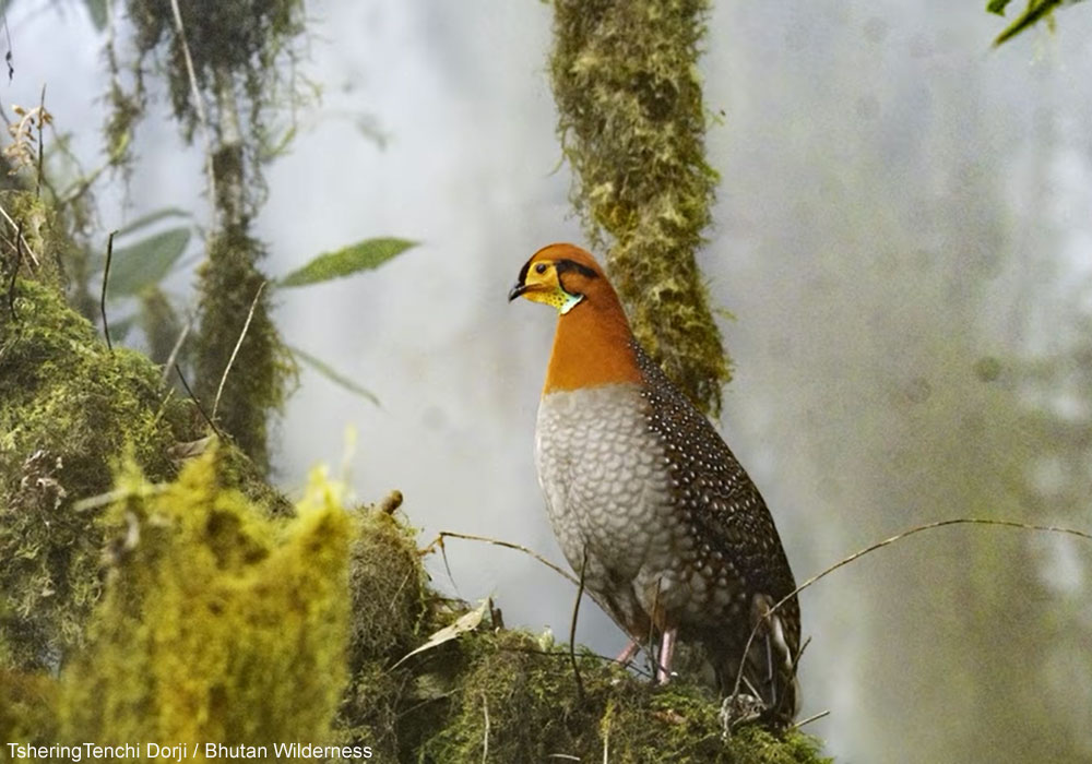 Tragopan de Blyth (Tragopan blythii) mâle de la sous-espèce molesworthi