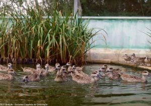 Sarcelles marbrées (Marmaronetta angustirostris) nées en captivité