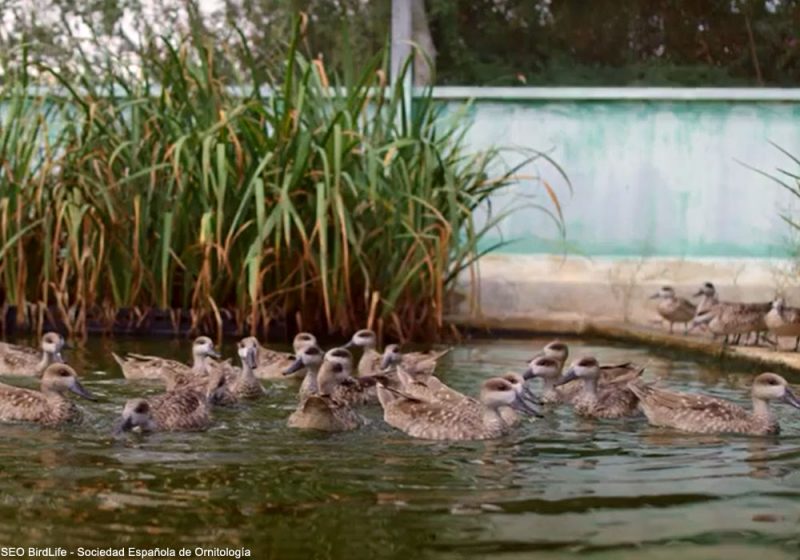 740 Sarcelles marbrées ont été lâchées au printemps 2021 en Andalousie et dans la Communauté valencienne