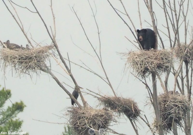 Un cas de prédation d’un Ours noir sur une colonie de Grands Hérons au Canada
