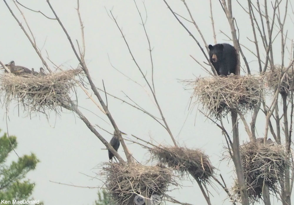 Ours noir (Ursus americanus) dans un nid de Grands Hérons (Ardea herodias)