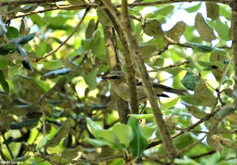 Conseils pour identifier les passereaux juvéniles en Europe au printemps et en été