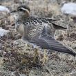 Pluvier guignard juvénile