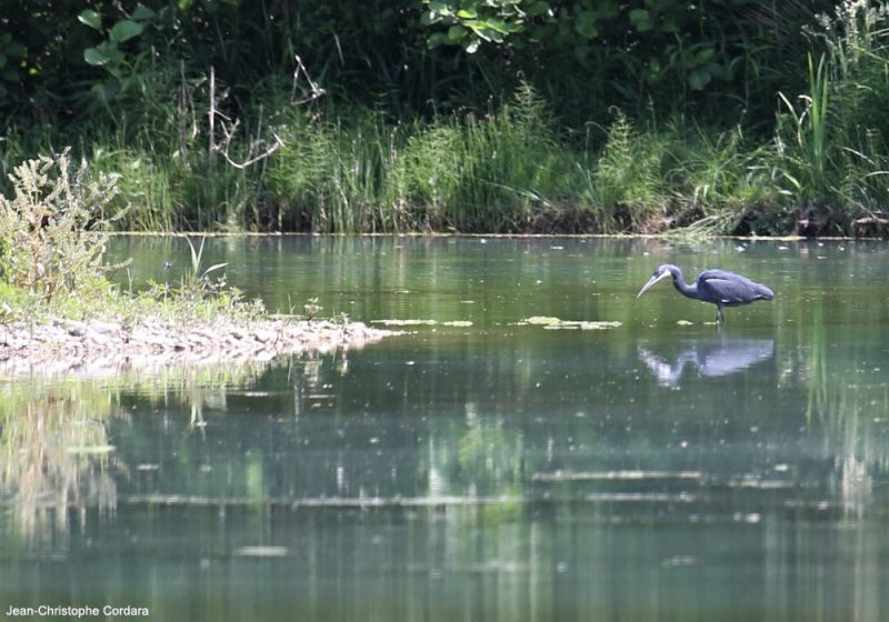 Le site naturel de Printegarde (Drôme-Ardèche) : des oiseaux et des castors