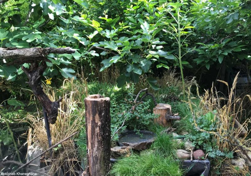 Un exemple réussi d’une soucoupe placée dans un jardin pour aider les oiseaux et les photographier