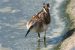 2-Bécasseau minute | Calidris minuta | Little Stint