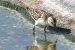2-Bécasseau minute | Calidris minuta | Little Stint