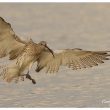 Courlis cendré « à l’amerrissage »
