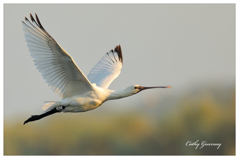 Spatule blanche juvénile baguée