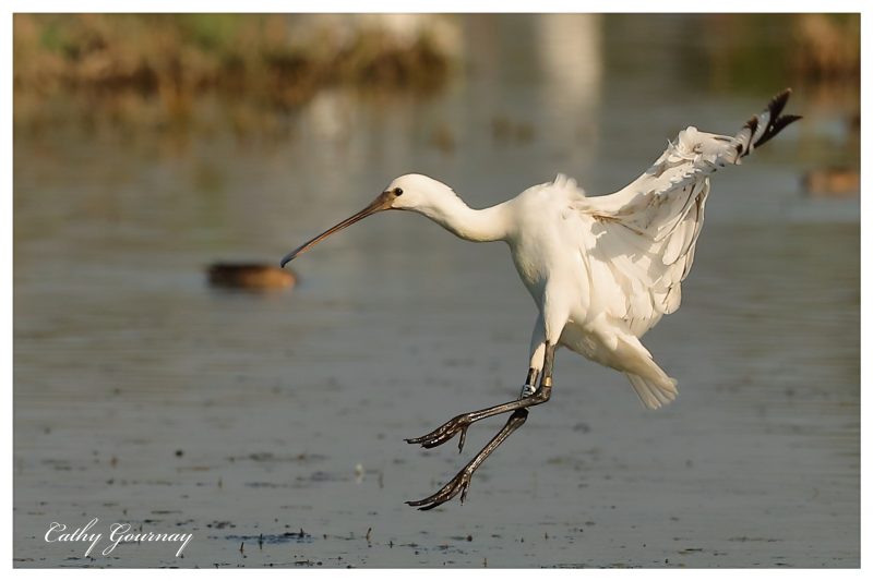 Spatule blanche se posant
