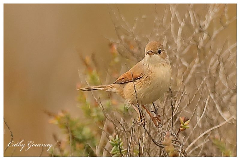 Fauvette à lunettes de première année