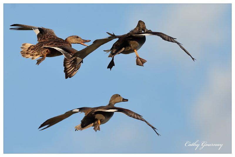 Canards chipeaux et colvert