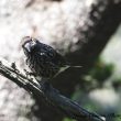 Exposition « Les Oiseaux de Chamrousse »