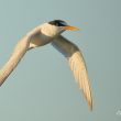 Conférence « Les oiseaux du littoral des Pyrénées-Orientales : historique et perspectives »