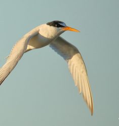 Conférence « Les oiseaux du littoral des Pyrénées-Orientales : historique et perspectives »