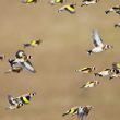 Journées Européennes de la Migration (Eurobirdwatch) 2021