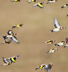 Journées Européennes de la Migration (Eurobirdwatch) 2021