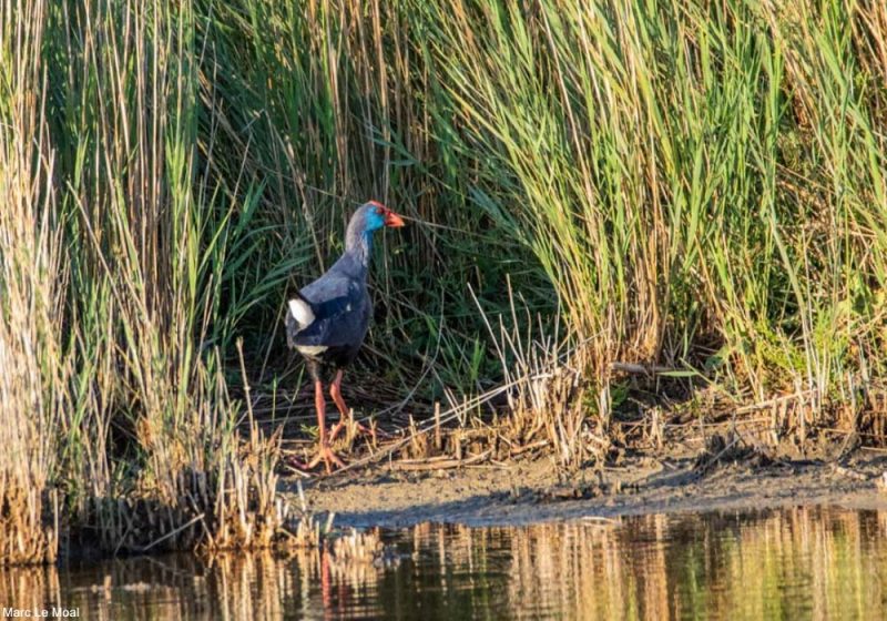 Une population de Talèves sultanes va-t-elle s’établir dans la Dombes (Ain) ?