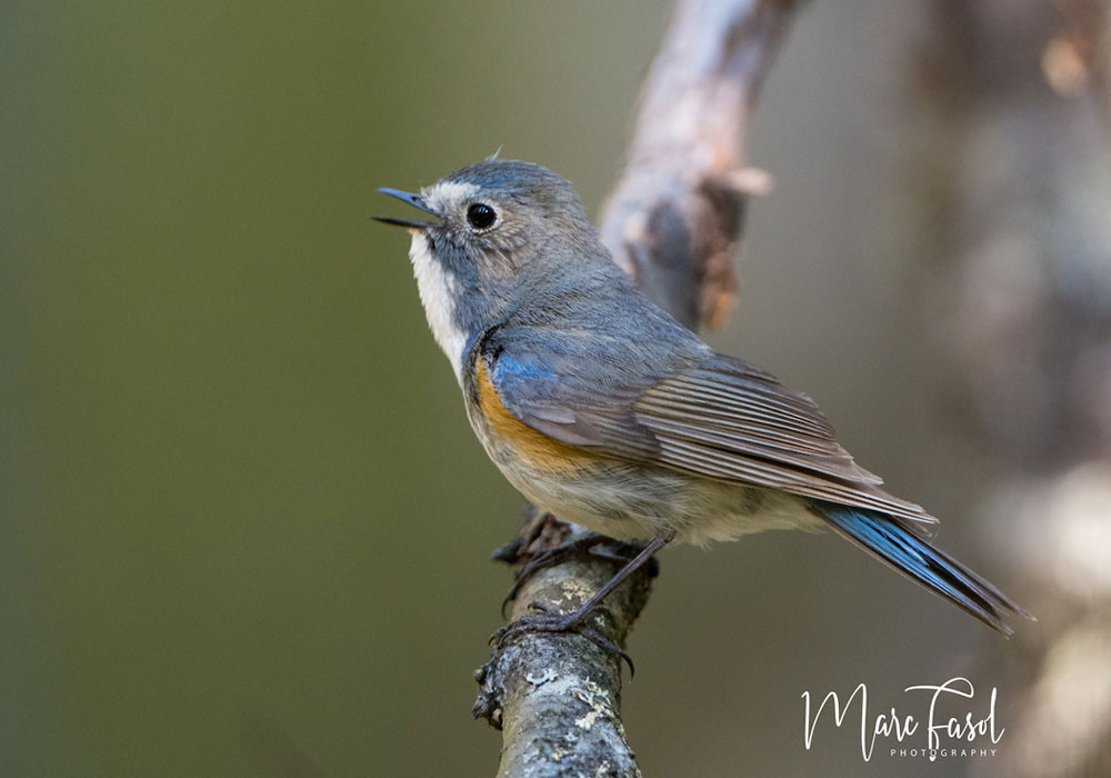 Robin ou Rossignol à flancs roux (Tarsiger cyanurus)