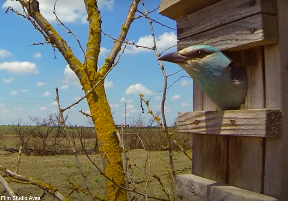 Rollier d'Europe (Coracias garrulus) à l'entrée de son nichoir en Russie