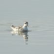 Phalarope à bec étroit sur l’île de Ré