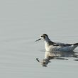 Différencier les Phalaropes à bec large et à bec étroit en automne et en hiver