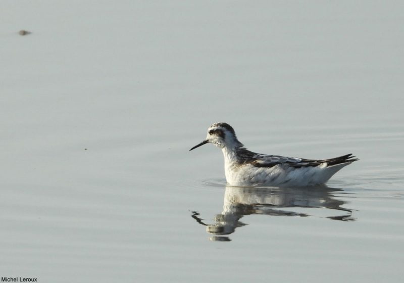 Différencier les Phalaropes à bec large et à bec étroit en automne et en hiver