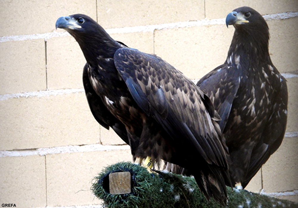 Pygargues à queue blanche (Haliaeetus albicilla)
