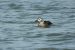1-Harelde boréale | Clangula hyemalis | Long-tailed Duck