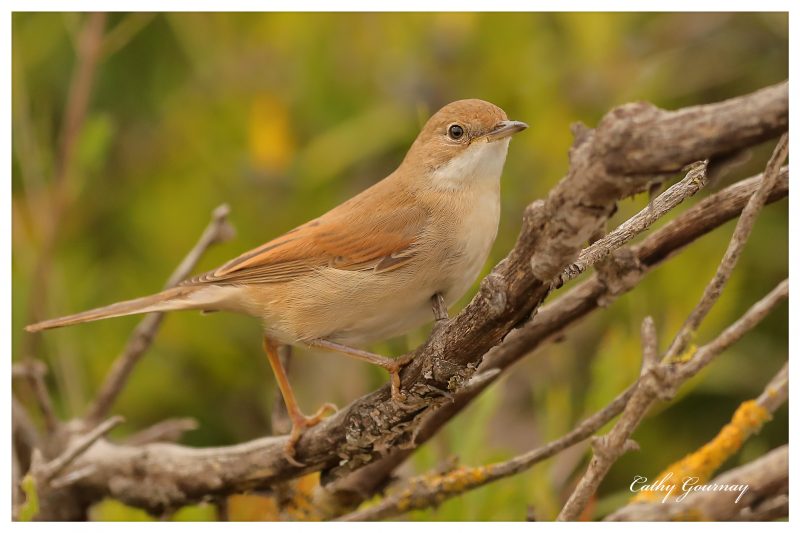 jeune Fauvette à lunettes