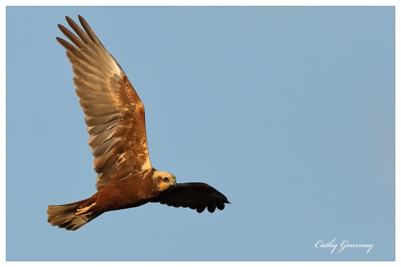Busard des roseaux à l’affût