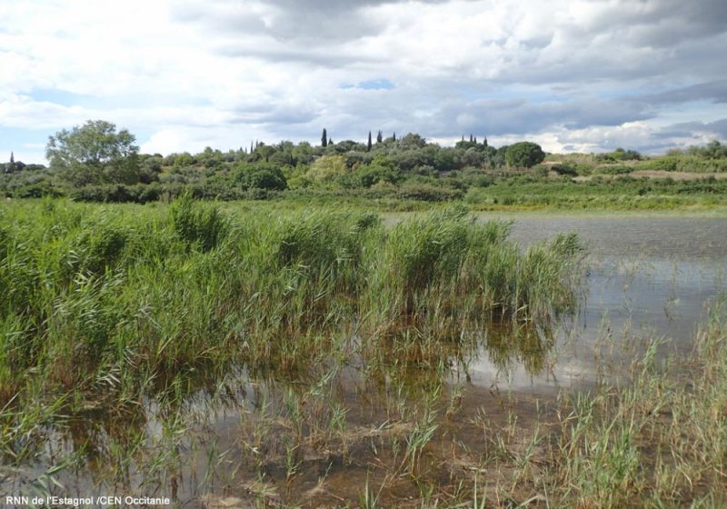Les oiseaux, les projets et la gestion de la réserve de l’Estagnol (Hérault) : Cyril Marmoex nous en dit plus