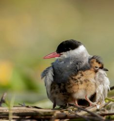 24e festival international de la photo animalière et de nature de Montier-en-Der