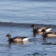 Seconde fête des oiseaux migrateurs dans la baie de Saint-Brieuc (Côtes-d&rsquo;Armor)
