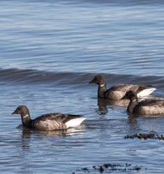 Seconde fête des oiseaux migrateurs dans la baie de Saint-Brieuc (Côtes-d&rsquo;Armor)