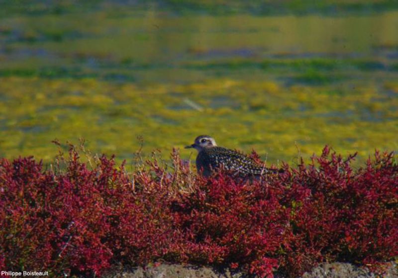 La saline de Lasné (Morbihan) : concilier production de sel, oiseaux et tourisme