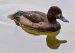 1-Fuligule milouinan | Aythya marila | Greater Scaup