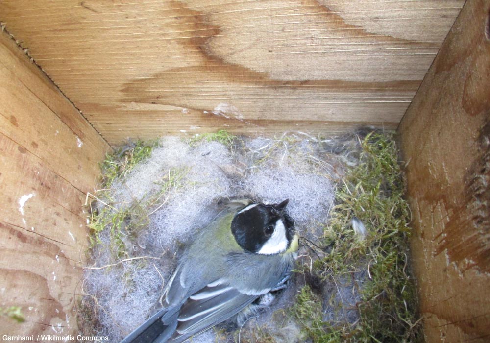 Placer des nichoirs pour les oiseaux au jardin : une foule de