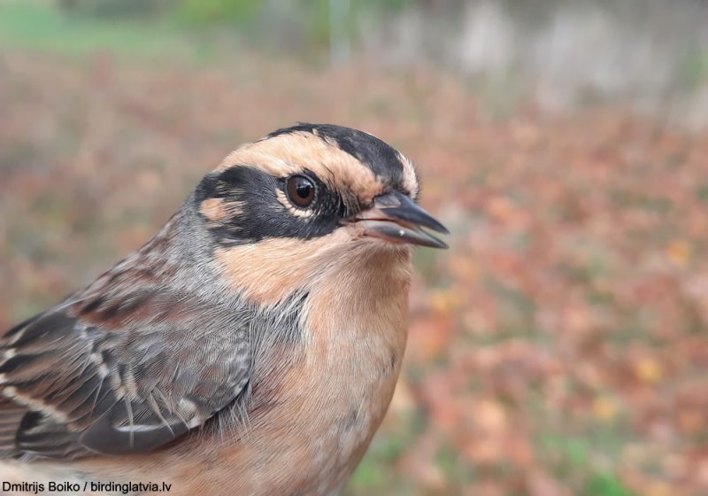 Captures d’Accenteurs montanelles en Lettonie et au Bélarus en octobre 2021 : vers un possible nouvel afflux ?