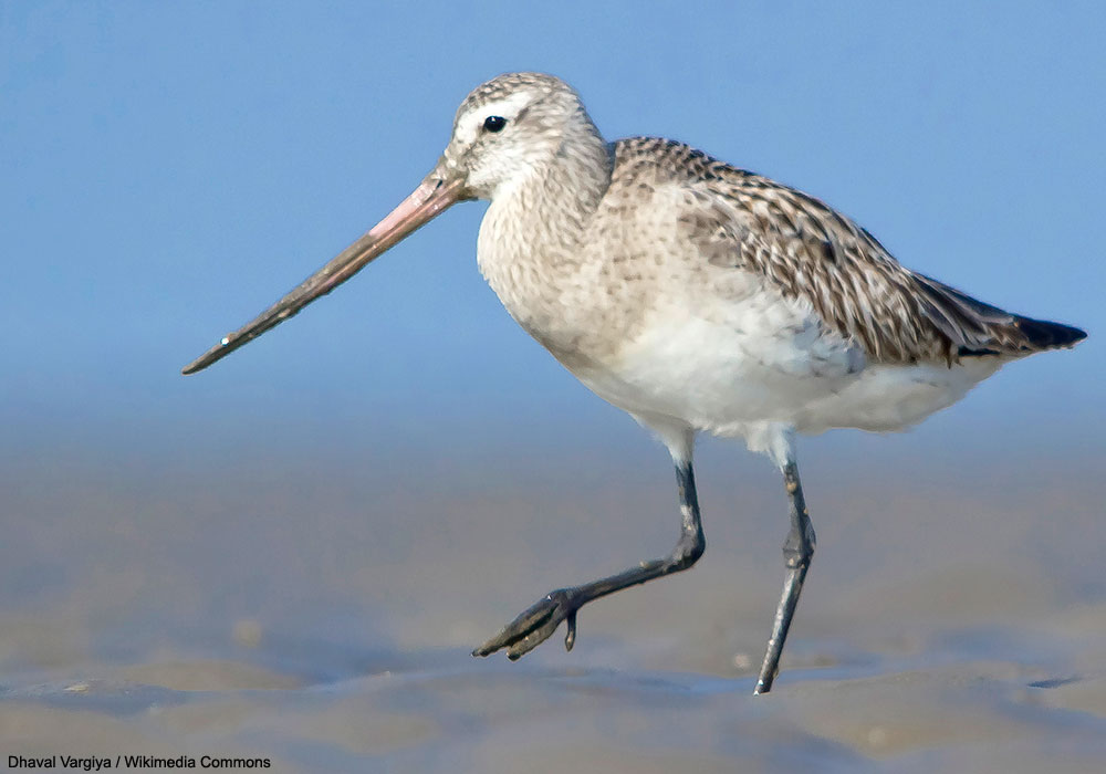 Barge rousse (Limosa lapponica) de la nouvelle sous-espèce yamalensis