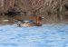 1-Canard siffleur | Mareca penelope | Eurasian Wigeon