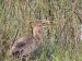 1-Héron pourpré | Ardea purpurea | Purple Heron
