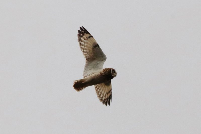 Hibou des marais dans la Beauce