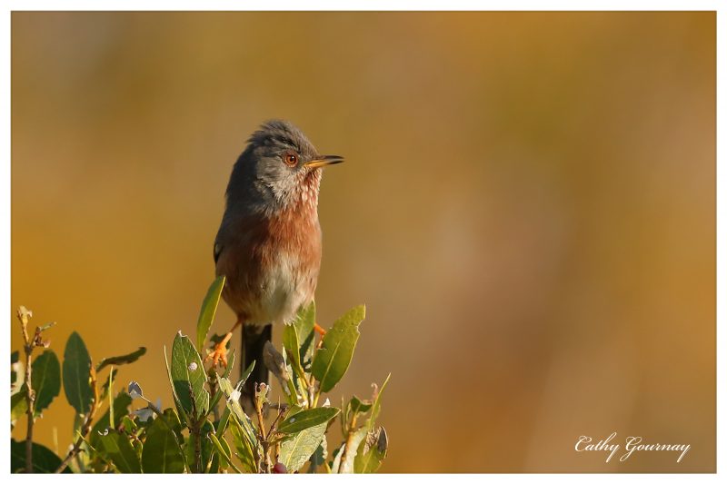 Fauvette pitchou mâle