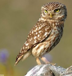 Sixième colloque d’ornithologie du Grand Est