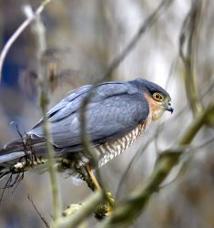 Sortie ornithologique guidée dans le domaine national de Saint-Cloud (Hauts-de-Seine)