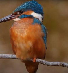 35ème Festival du Film Nature et Environnement