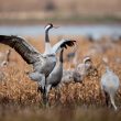 Week-end spécial « Grues cendrées » dans le parc naturel régional de la Brenne