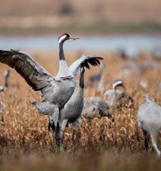 Week-end spécial « Grues cendrées » dans le parc naturel régional de la Brenne